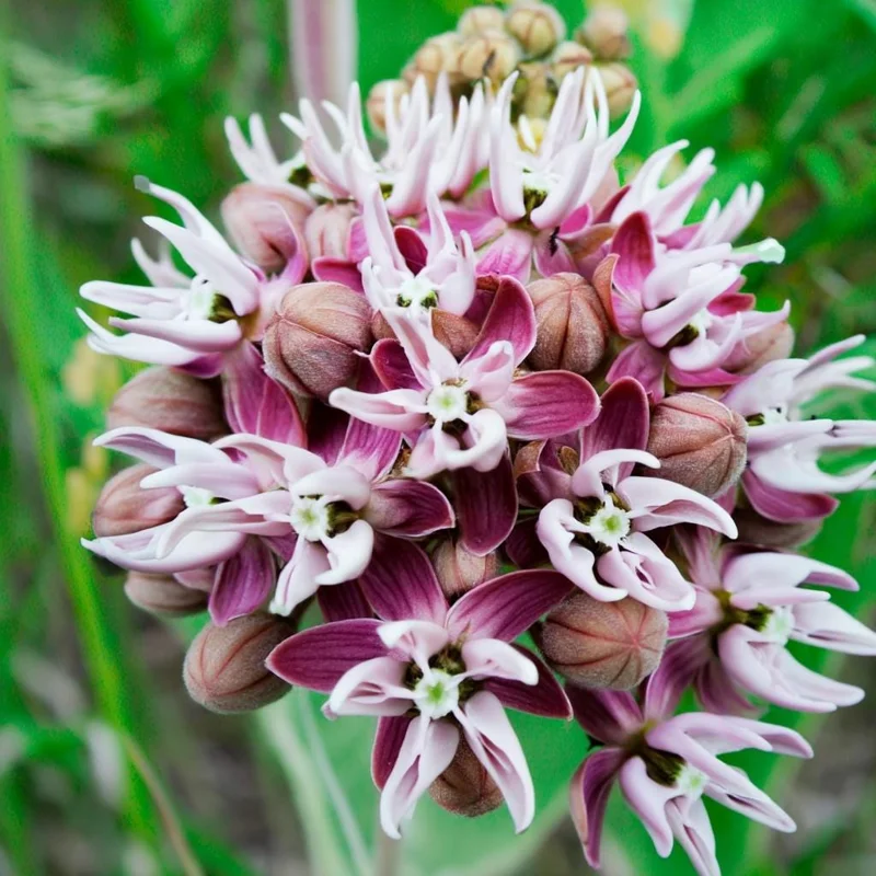 Showy Milkweed Seeds - Asclepias speciosa - 50 Seeds - Native Wildflower - Image 4