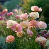 Silky Chiffon Poppy Appleblossom Seeds - 100 Count, Delicate Pink & Apricot Blooms, Outdoor - Image 1