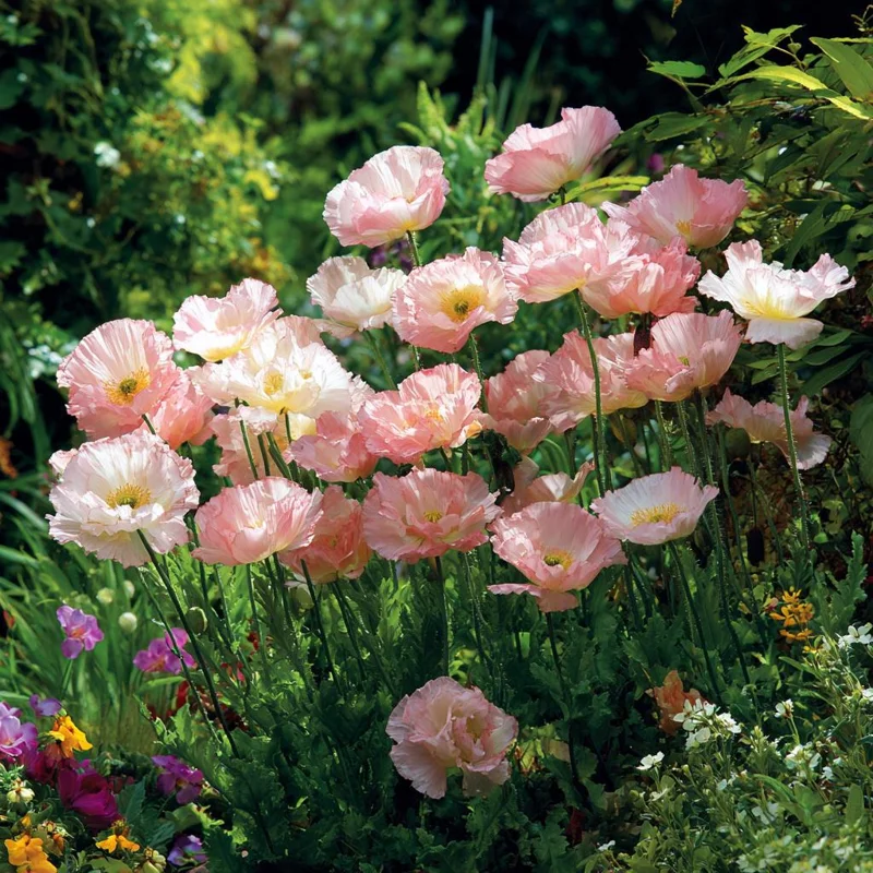 Silky Chiffon Poppy Appleblossom Seeds - 100 Count, Delicate Pink & Apricot Blooms, Outdoor - Image 3