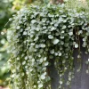 Silver Falls Dichondra Seeds – 10 Count – Cascading, Drought Tolerant - Image 1