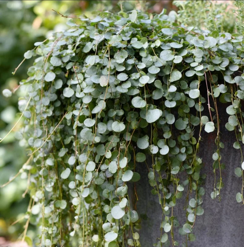 Silver Falls Dichondra Seeds – 10 Count – Cascading, Drought Tolerant - Image 1
