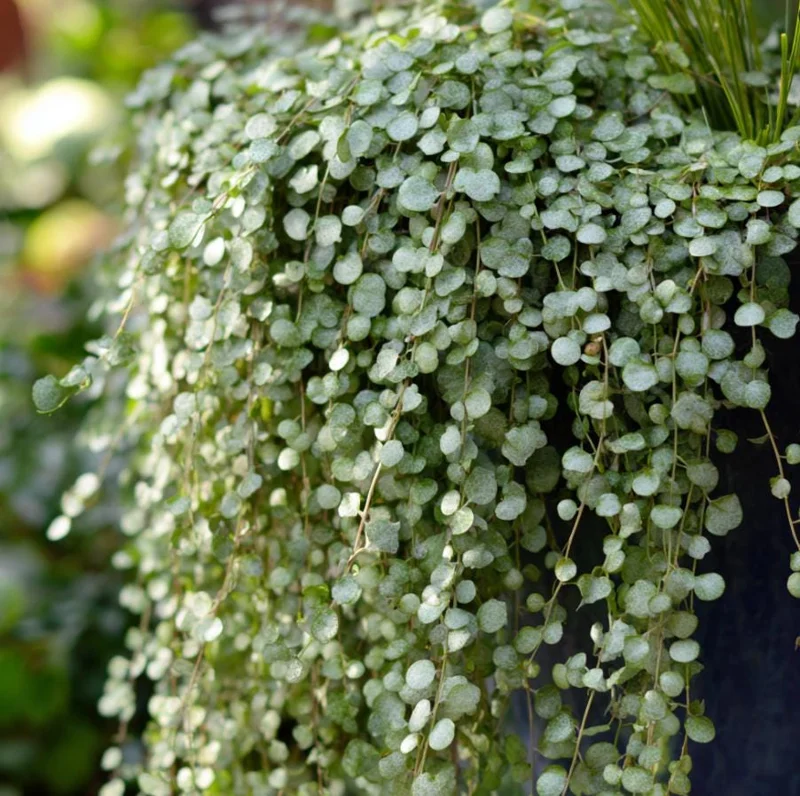 Silver Falls Dichondra Seeds – 10 Count – Cascading, Drought Tolerant - Image 2
