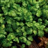 Slow Bolt Cilantro Seeds - 150 Count - Heat-Tolerant, Fragrant Herb for Extended Harvest - Image 1