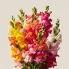Snapdragon Seeds Rainbow Mix - 2000+ Seeds Tall Flowers Attract Pollinators - Image 1