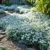 Snow in Summer Seeds – Cerastium Tomentosum – 500 Seeds – Silvery Groundcover - Image 1