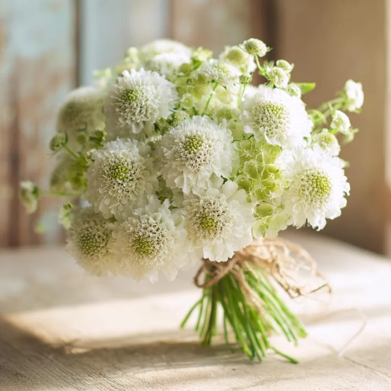 Snowmaiden Scabiosa Seeds - 50 Count - Elegant White Pincushion Flowers for Gardens - Image 2