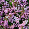 Soapwort Seeds – Saponaria Officinalis – 300 Seeds – Fragrant Pink Blooms - Image 1