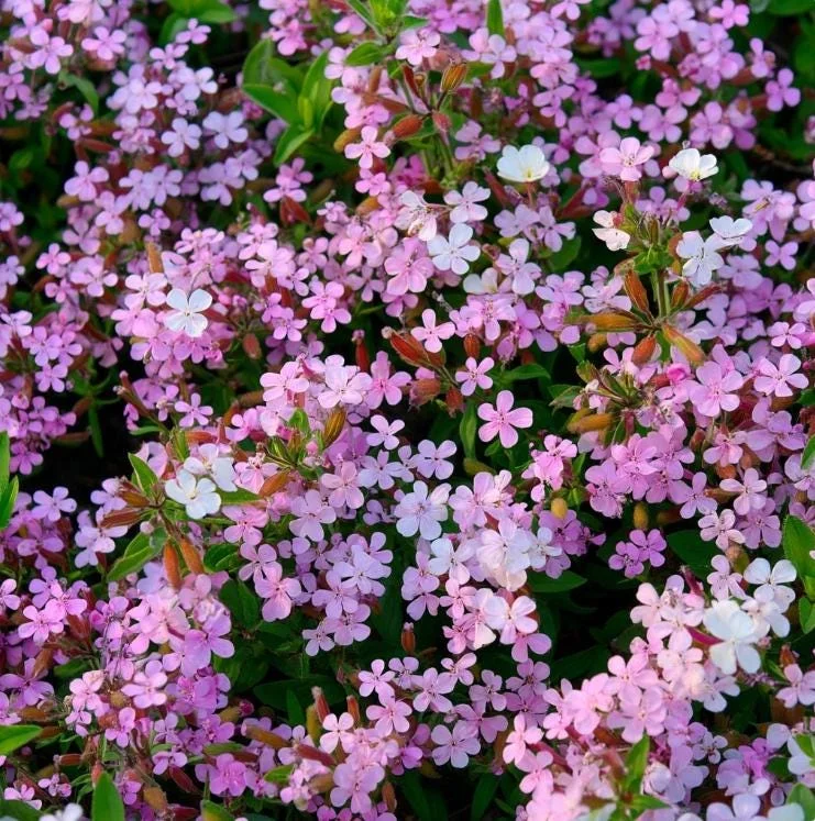 Soapwort Seeds – Saponaria Officinalis – 300 Seeds – Fragrant Pink Blooms - Image 1