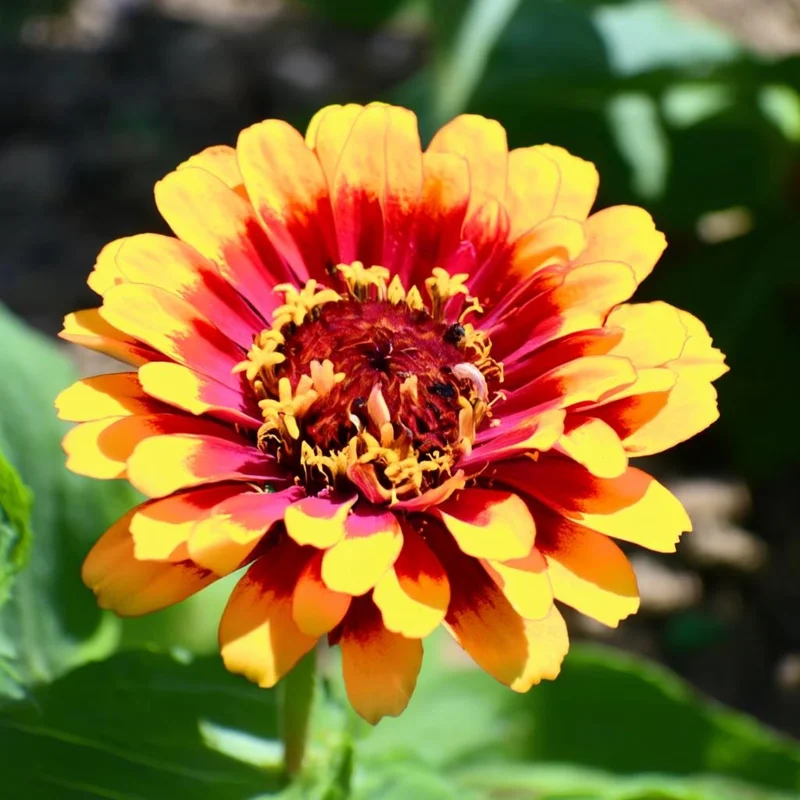 Sombrero Zinnia Seeds - 50 Count Packet, Bi-Color Blooms for Pollinators - Image 1