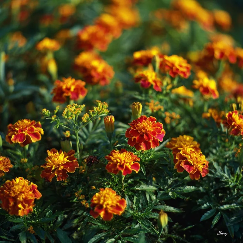 Sparky French Marigold Seeds – Vibrant Blooms, Tagetes Patula, 300 Seeds - Image 2