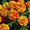 Sparky French Marigold Seeds – Vibrant Blooms, Tagetes Patula, 300 Seeds - Image 1
