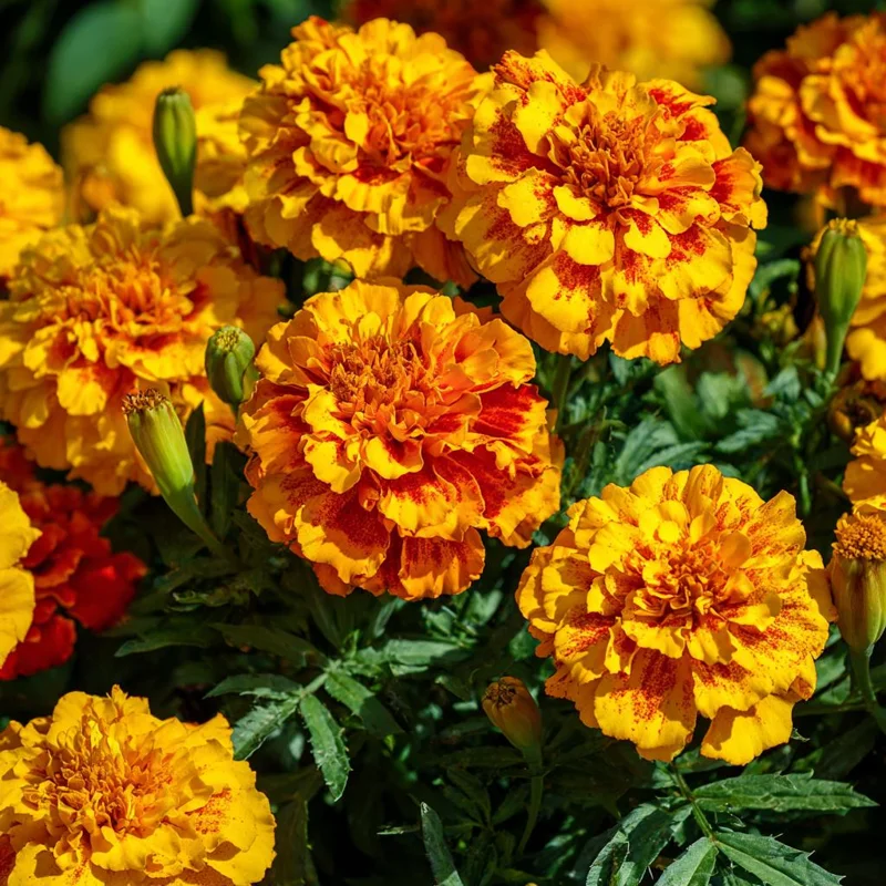 Sparky French Marigold Seeds – Vibrant Blooms, Tagetes Patula, 300 Seeds - Image 1
