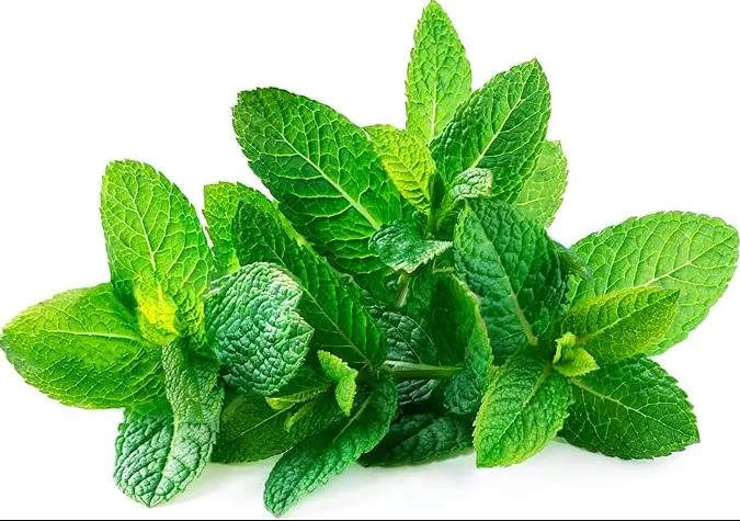 Spearmint Live Plant, Fresh Mint Herb, 4 Inch Tall in 4 Inch Pot, Indoor & Outdoor - Image 2