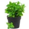 Spearmint Live Plant, Fresh Mint Herb, 4 Inch Tall in 4 Inch Pot, Indoor & Outdoor - Image 1
