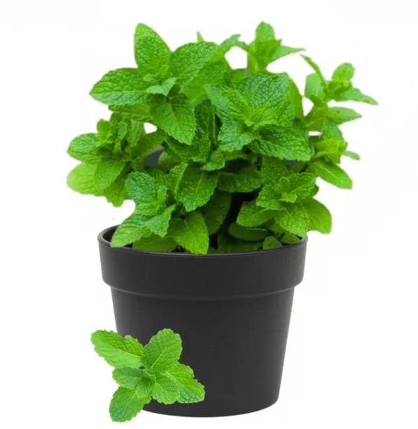 Spearmint Live Plant, Fresh Mint Herb, 4 Inch Tall in 4 Inch Pot, Indoor & Outdoor - Image 1