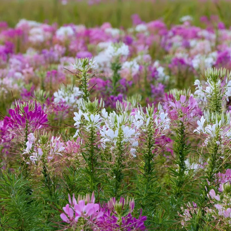 Spider Flower Seeds Mix - Cleome hassleriana 100 Seeds - Pollinator Friendly Blooms - Image 2