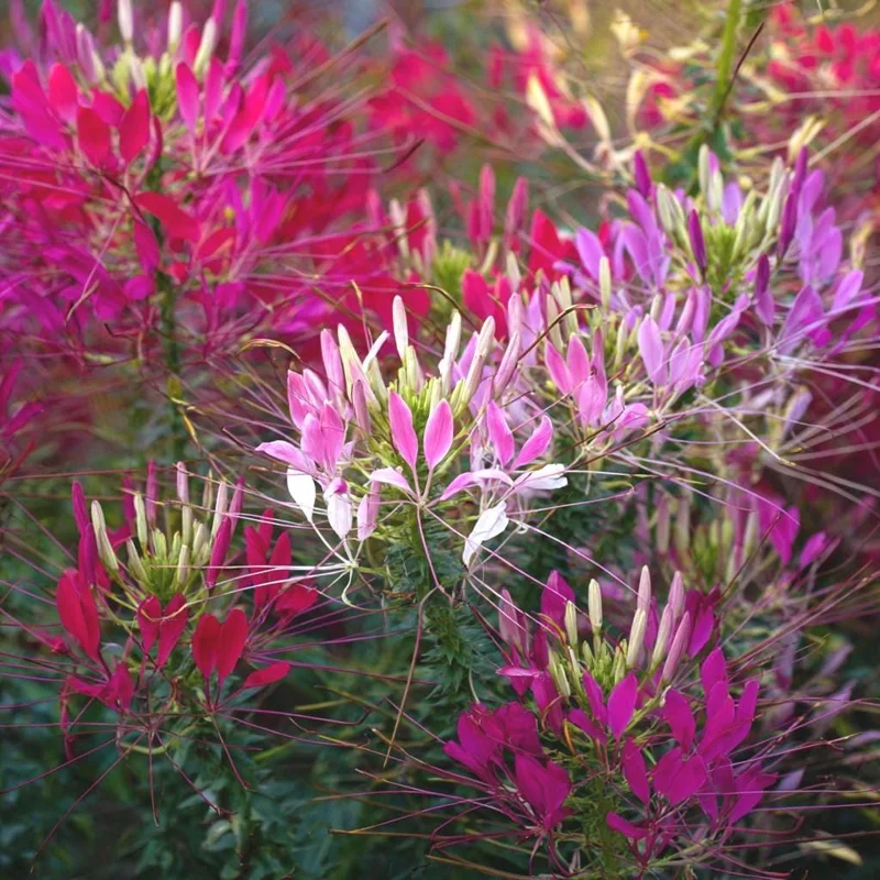Spider Flower Seeds Mix - Cleome hassleriana 100 Seeds - Pollinator Friendly Blooms - Image 1