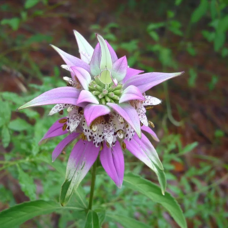 Spotted Bee Balm Seeds - Monarda punctata Wildflower, 50 Seeds, Pollinator Attractor - Image 2
