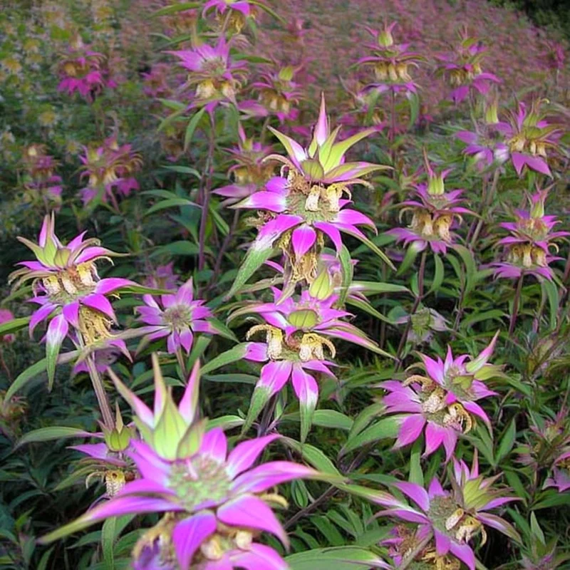 Spotted Bee Balm Seeds - Monarda punctata Wildflower, 50 Seeds, Pollinator Attractor - Image 3