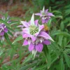 Spotted Bee Balm Seeds - Monarda punctata Wildflower, 50 Seeds, Pollinator Attractor - Image 1