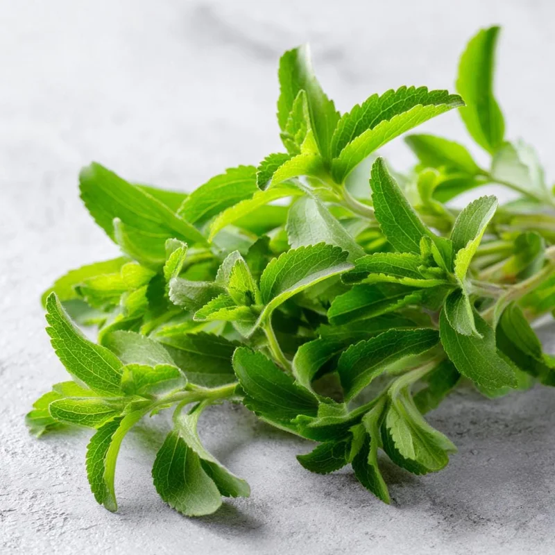 Stevia Sugar Leaf Seeds - 50 Heirloom Seeds for Natural Sweetener Plant - Image 1