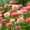 Strawberries and Cream Zinnia Seeds - 100 Count, Bi-Color Flowers - Image 1