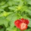 Strawberry Mint Herb Live Plant - 4 Inch Pot - Fragrant Perennial - Image 1