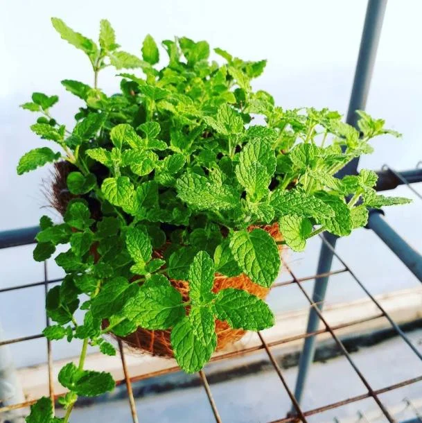 Strawberry Mint Herb Live Plant - 4 Inch Pot - Fragrant Perennial - Image 2