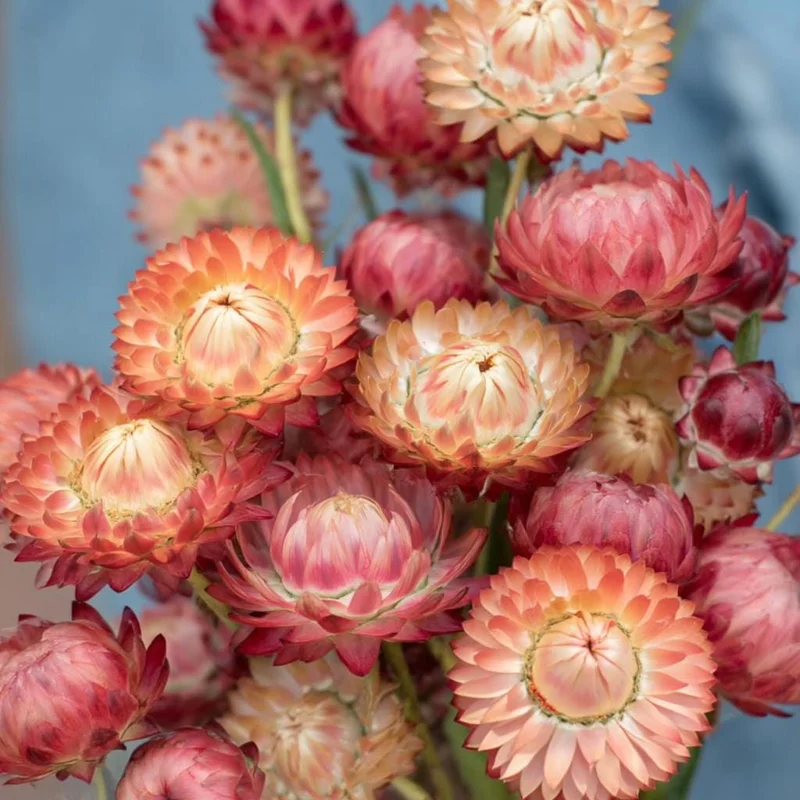 Strawflower Seeds - Peach Petal Dreamscape Mix - Apricot & Peach Blooms - 50 Seeds - Image 2