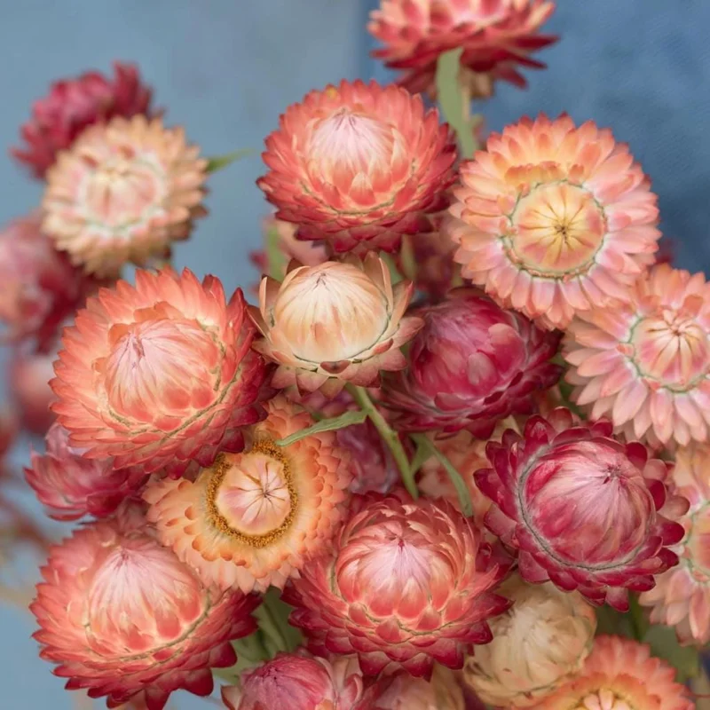 Strawflower Seeds - Peach Petal Dreamscape Mix - Apricot & Peach Blooms - 50 Seeds - Image 1