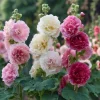 Summer Carnival Hollyhock Seeds - 50 Count - Mixed Colors - Tall Cottage Garden Blooms - Image 1