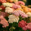 Summer Pastels Yarrow Seeds - Achillea Millefolium - 50 Seed Packet - Outdoor Perennial - Image 1