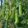 Super Sugar Snap Pea Seeds - High-Yield Climbing Variety - 20 Seeds - Image 1