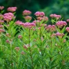 Swamp Milkweed Seeds 50 Count - Native Pollinator Plant for Gardens & Wildlife - Image 1