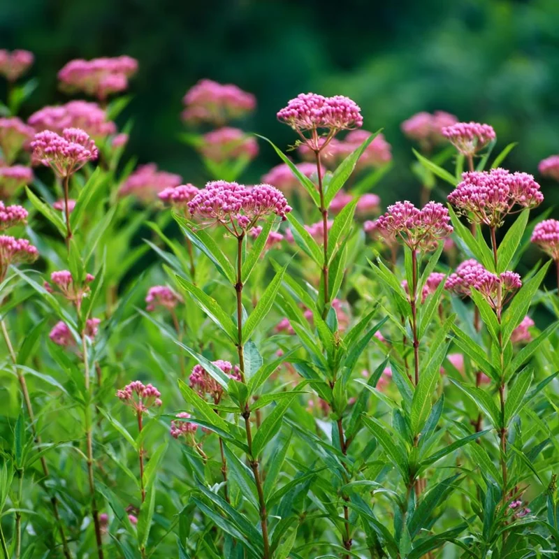 Swamp Milkweed Seeds 50 Count - Native Pollinator Plant for Gardens & Wildlife - Image 1