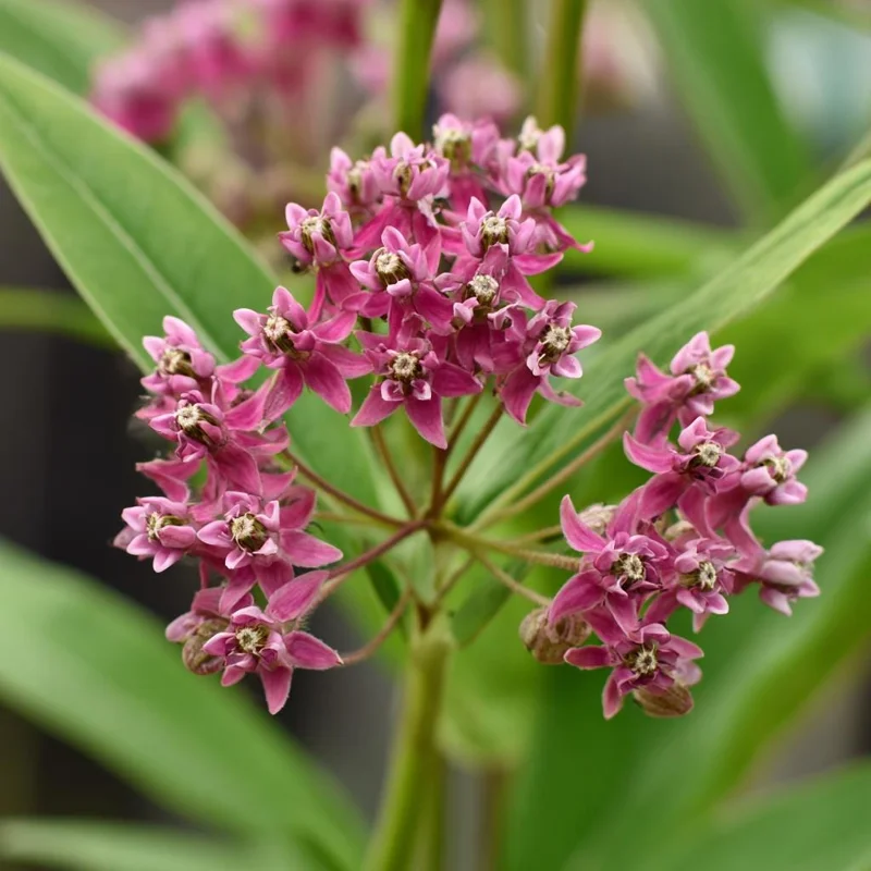 Swamp Milkweed Seeds 50 Count - Native Pollinator Plant for Gardens & Wildlife - Image 2
