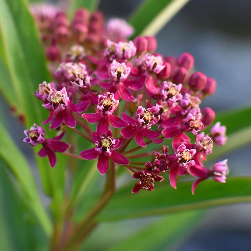 Swamp Milkweed Seeds 50 Count - Native Pollinator Plant for Gardens & Wildlife - Image 4