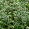 Sweet Marjoram Seeds - Origanum majorana - 150 Aromatic Heirloom Herb Seeds - Image 1
