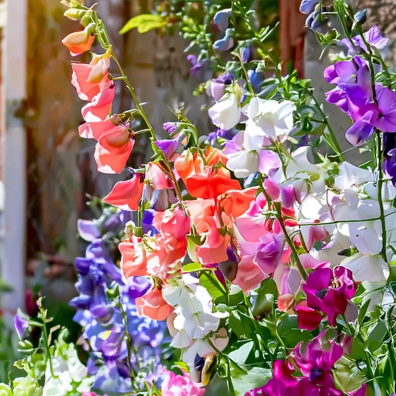 Sweet Pea Heirloom Mix Seeds - Lathyrus odoratus - 25 Seed Packet - Image 2
