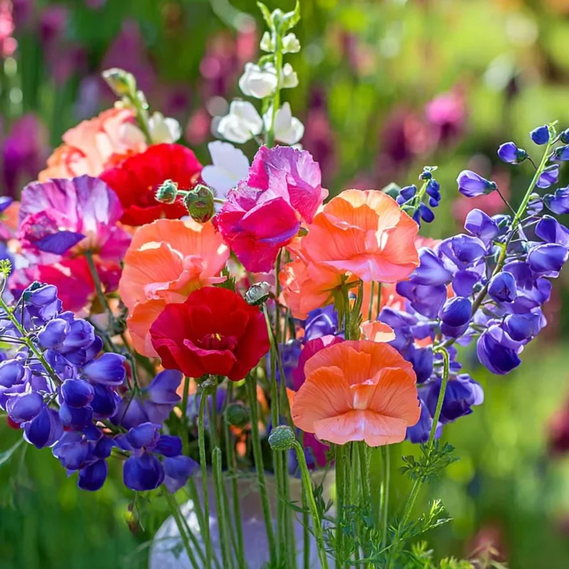 Sweet Pea Heirloom Mix Seeds - Lathyrus odoratus - 25 Seed Packet - Image 3