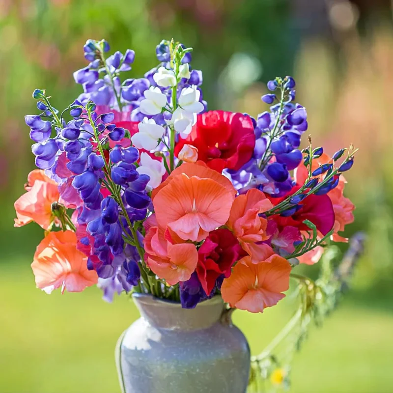 Sweet Pea Heirloom Mix Seeds - Lathyrus odoratus - 25 Seed Packet - Image 4