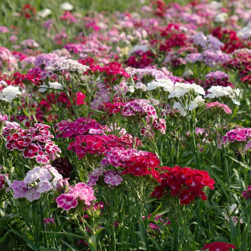 Sweet William Seeds Mix - Dianthus barbatus - 250 Seeds - Pollinator Friendly - Image 3