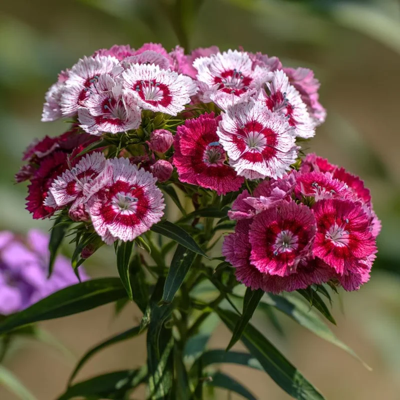 Sweet William Seeds Mix - Dianthus barbatus - 250 Seeds - Pollinator Friendly - Image 4