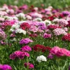 Sweet William Seeds Mix - Dianthus barbatus - 250 Seeds - Pollinator Friendly - Image 1