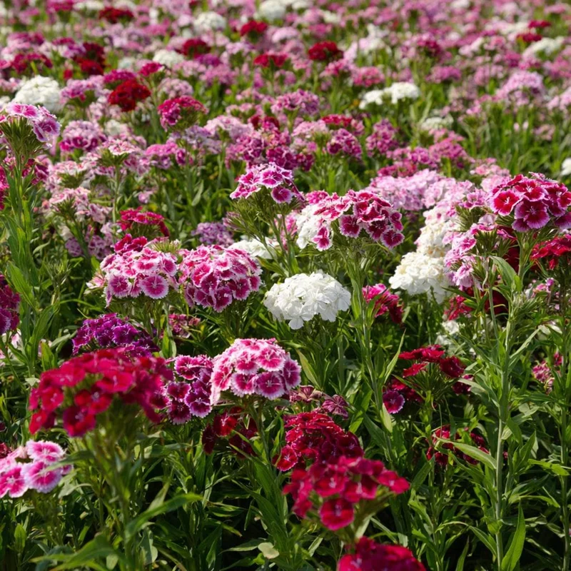 Sweet William Seeds Mix - Dianthus barbatus - 250 Seeds - Pollinator Friendly - Image 5