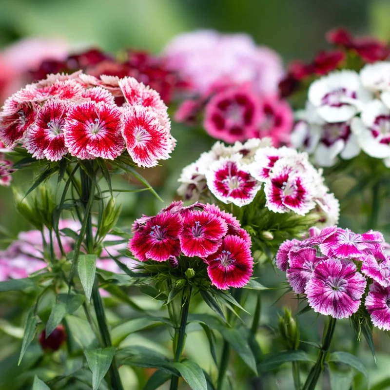 Sweet William Seeds Mix - Dianthus barbatus - 250 Seeds - Pollinator Friendly - Image 6