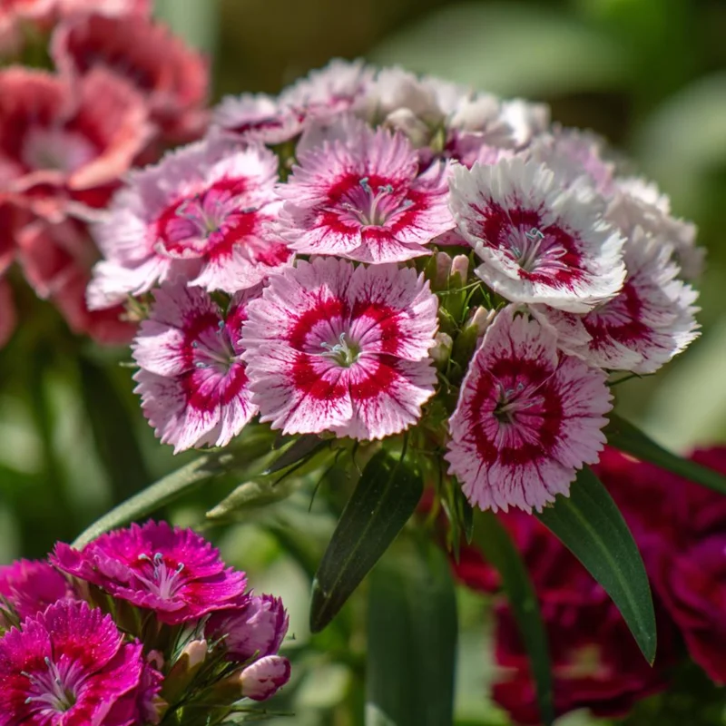 Sweet William Seeds Mix - Dianthus barbatus - 250 Seeds - Pollinator Friendly - Image 7
