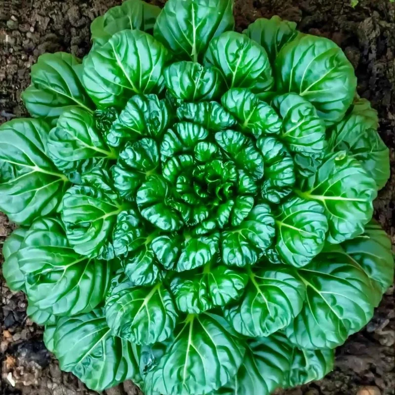 Tatsoi Rosette Pak Choi Cabbage Seeds – 100 Seeds – Tender Asian Green - Image 2
