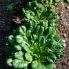 Tatsoi Rosette Pak Choi Cabbage Seeds – 100 Seeds – Tender Asian Green - Image 1