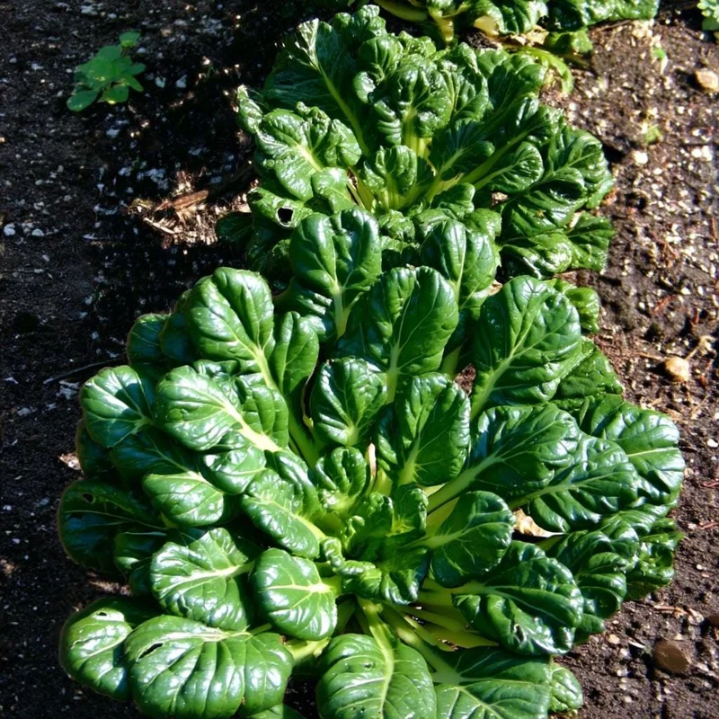 Tatsoi Rosette Pak Choi Cabbage Seeds – 100 Seeds – Tender Asian Green - Image 1
